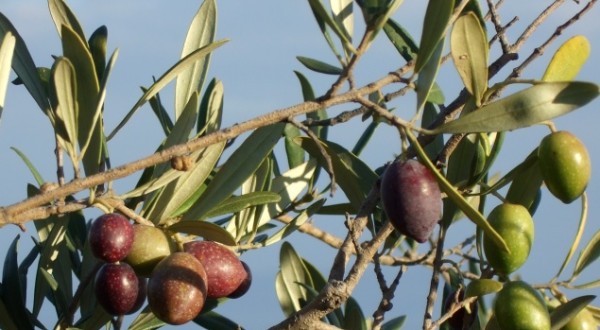 aa olivi
