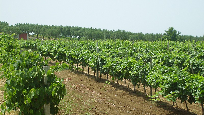 viticoltura
